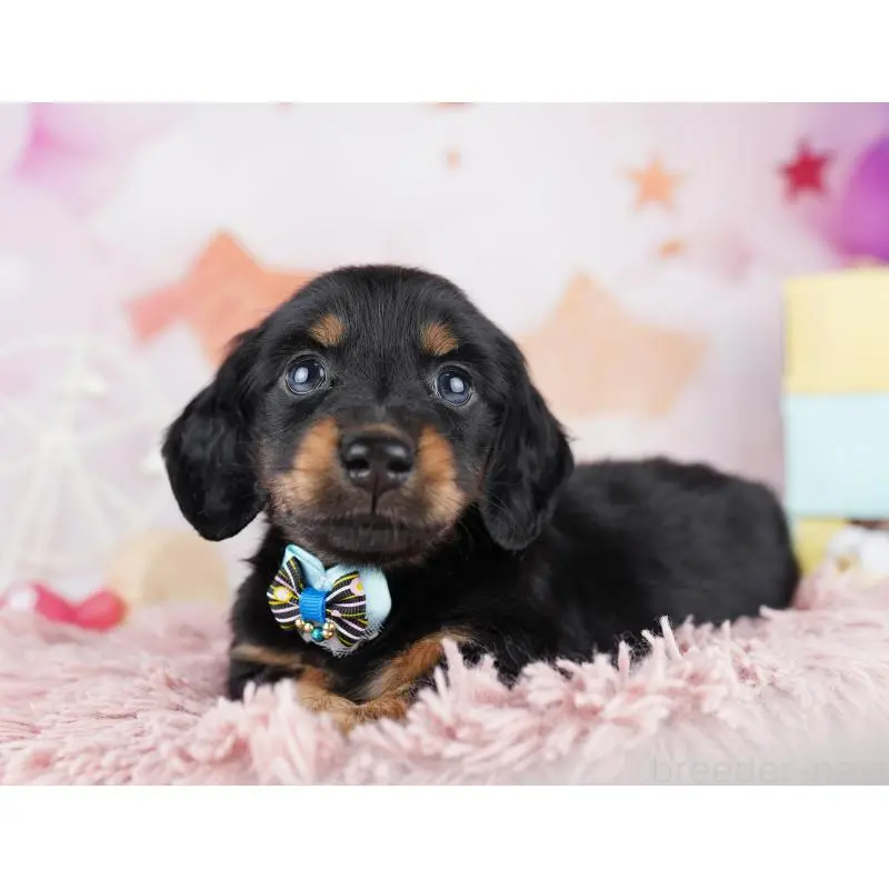 販売中の千葉県のミニチュアダックスフンド(ロングヘアード)-455858の10枚目