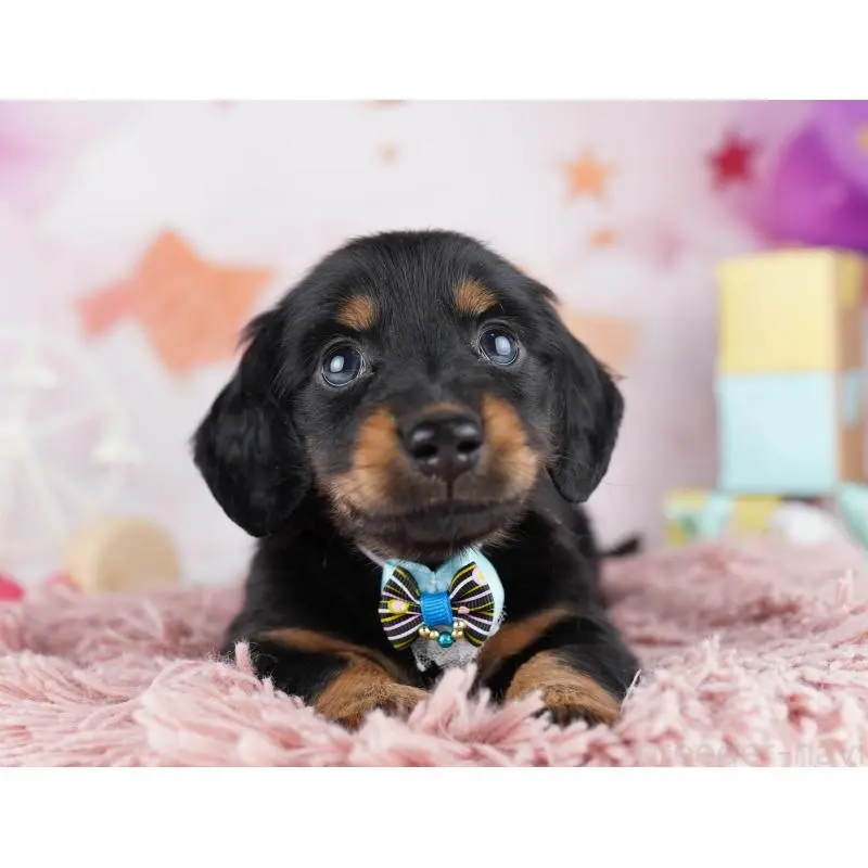 販売中の千葉県のミニチュアダックスフンド(ロングヘアード)-455858の9枚目