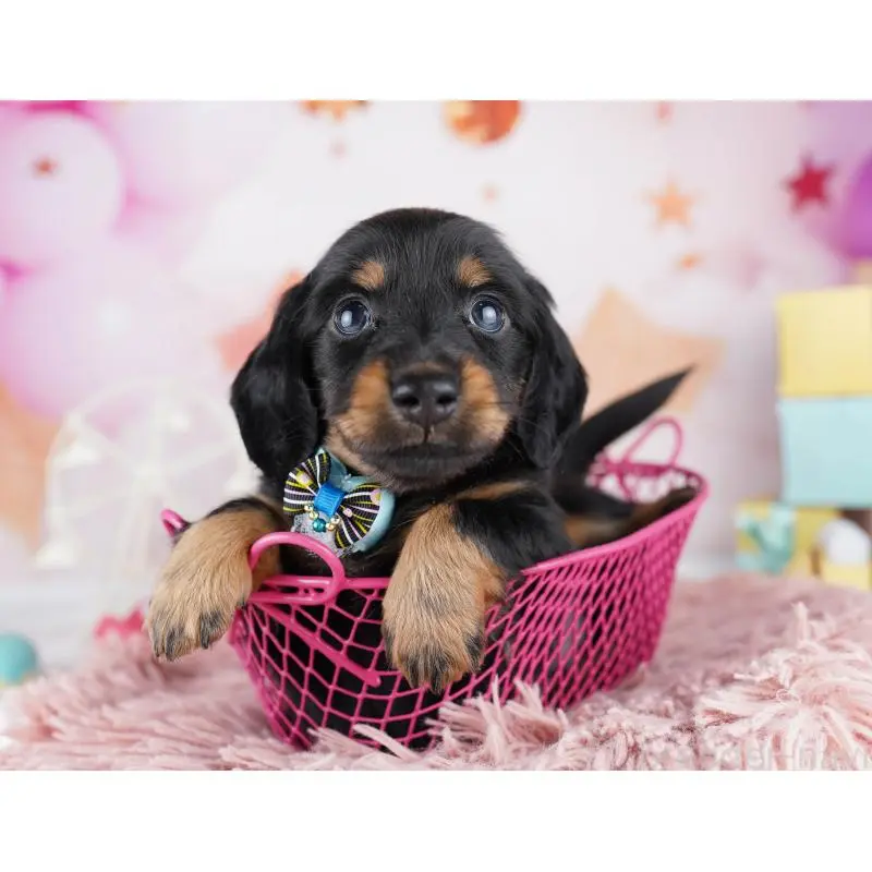 販売中の千葉県のミニチュアダックスフンド(ロングヘアード)-455858の8枚目