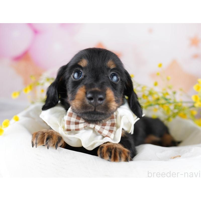 販売中の千葉県のミニチュアダックスフンド(ロングヘアード)-455858