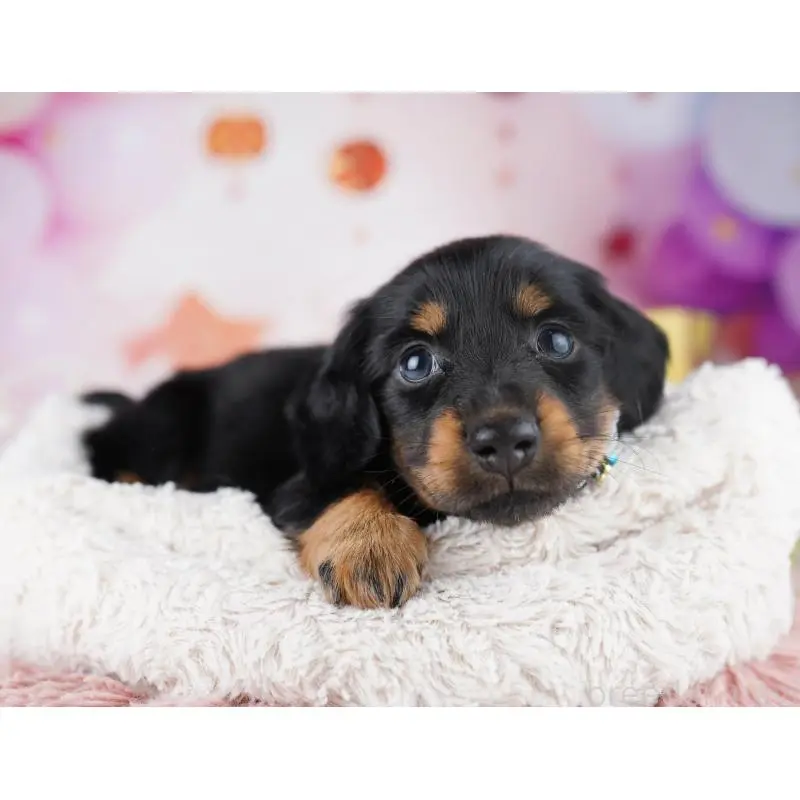 販売中の千葉県のミニチュアダックスフンド(ロングヘアード)-455858の7枚目