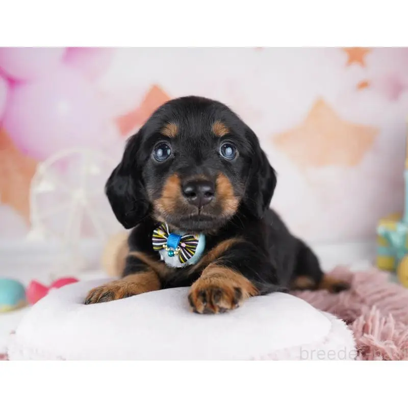 販売中の千葉県のミニチュアダックスフンド(ロングヘアード)-455858の6枚目