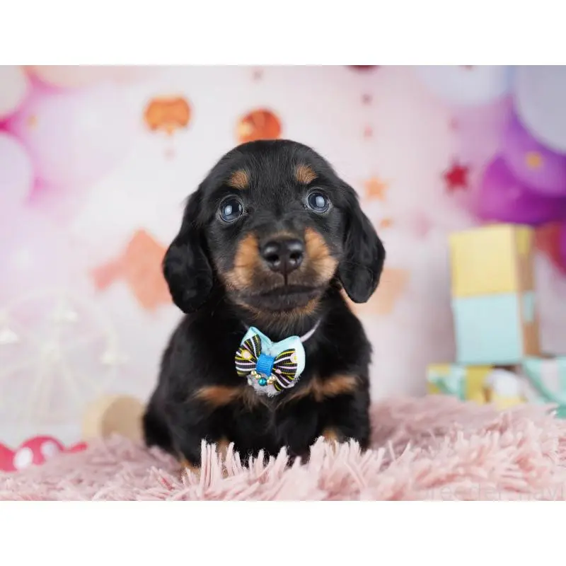 販売中の千葉県のミニチュアダックスフンド(ロングヘアード)-455858の5枚目