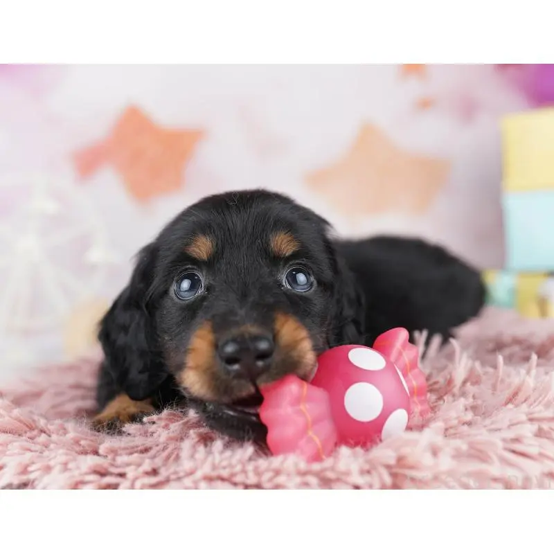 販売中の千葉県のミニチュアダックスフンド(ロングヘアード)-455858の3枚目