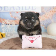 ♀︎ポメラニアン