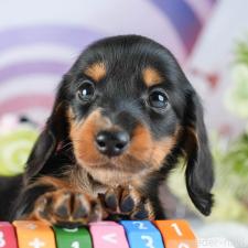 ♀︎ミニチュアダックスフンド(ロングヘアード)