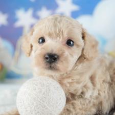 オンライン見学