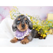 オンライン見学