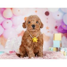 ♀︎トイプードル