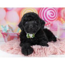 ♀︎トイプードル