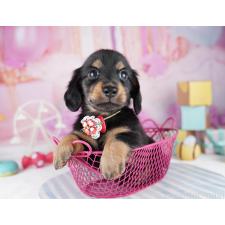 ♀︎ミニチュアダックスフンド(ロングヘアード)