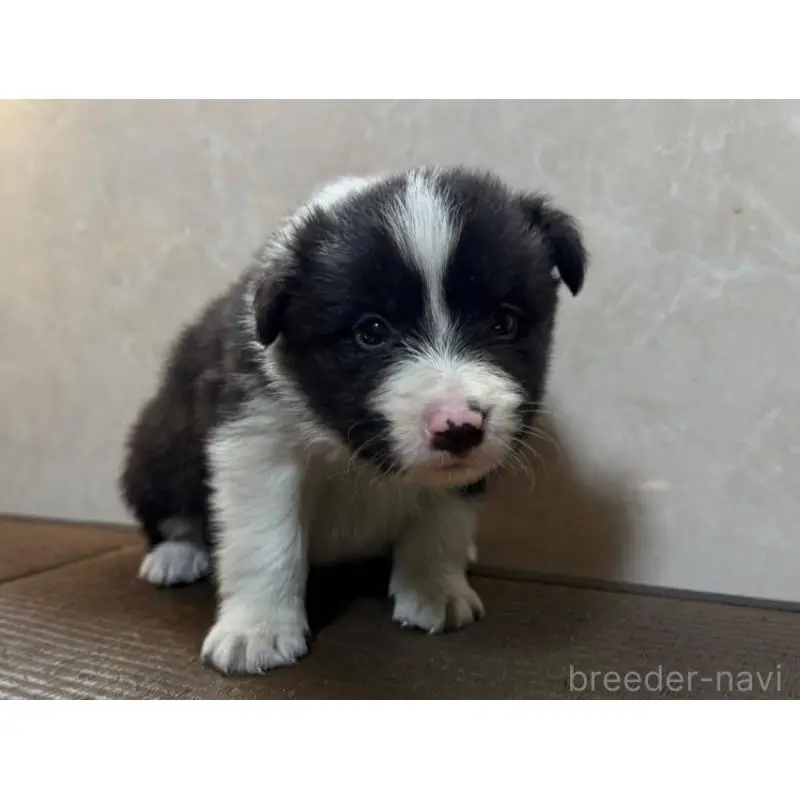 販売中の東京都のボーダーコリー-455285の2枚目