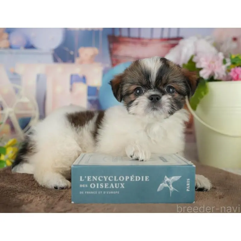 販売中の千葉県のミックス犬-455604の12枚目