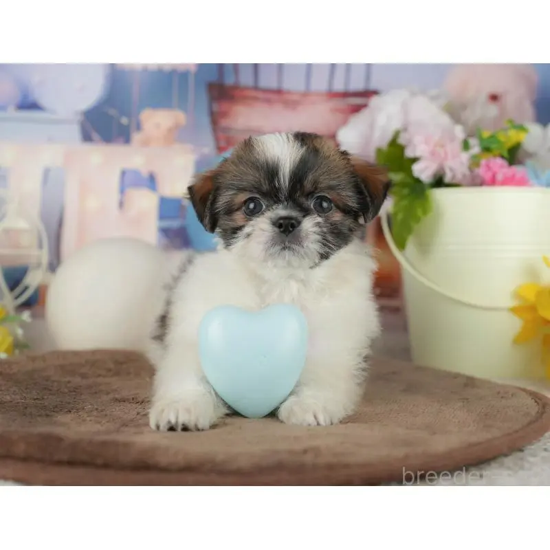 販売中の千葉県のミックス犬-455604の11枚目