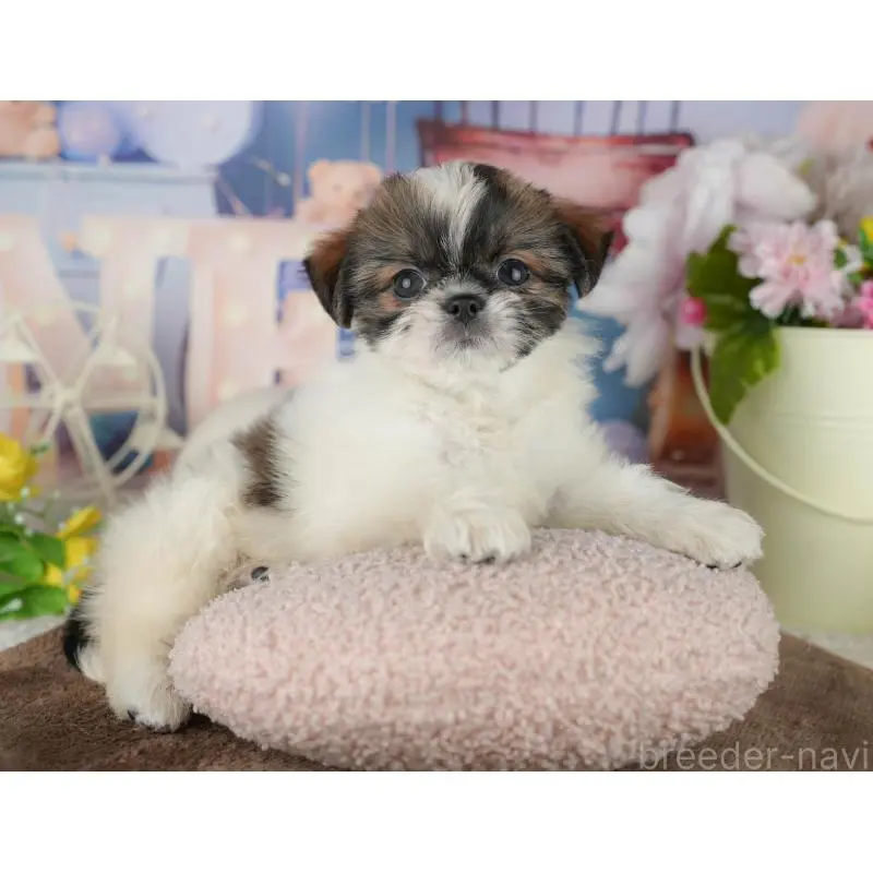 販売中の千葉県のミックス犬-455604の8枚目