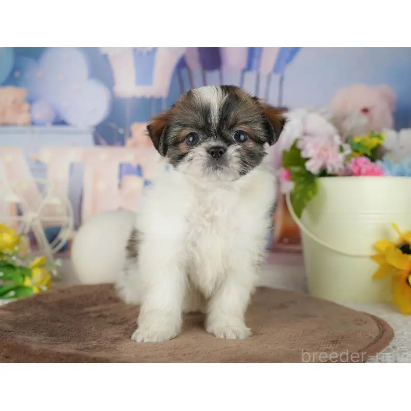 販売中の千葉県のミックス犬-455604の7枚目