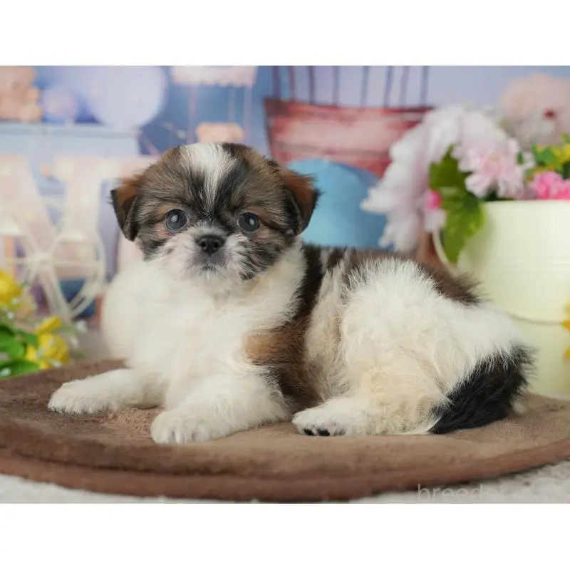 販売中の千葉県のミックス犬-455604の6枚目