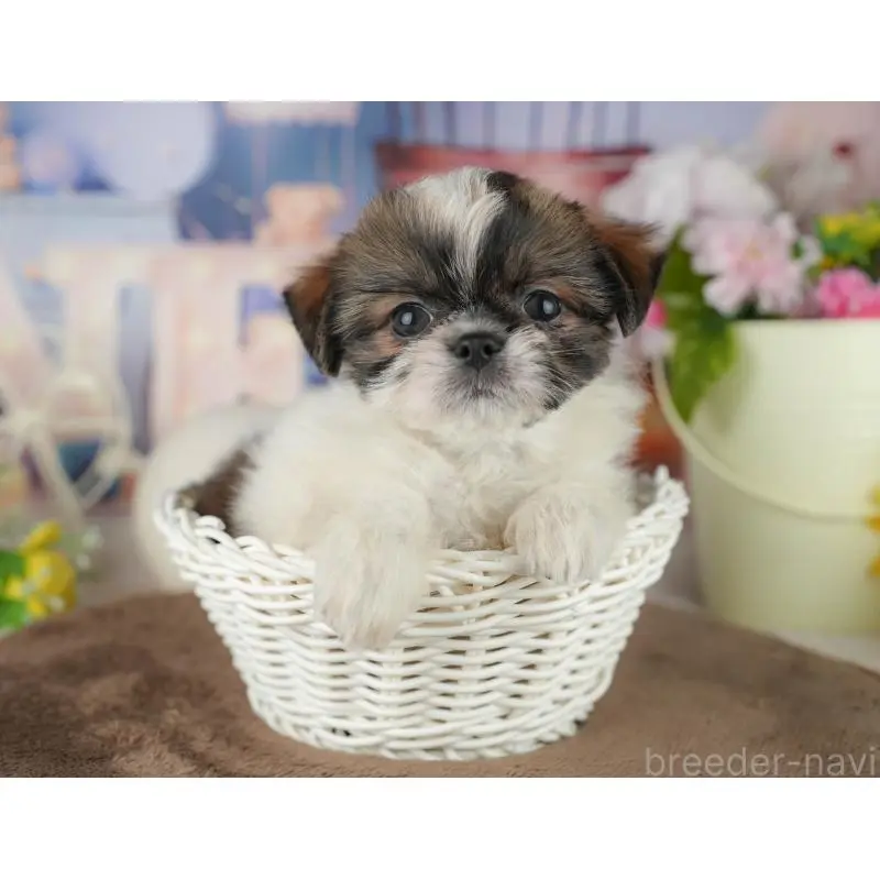 販売中の千葉県のミックス犬-455604の5枚目