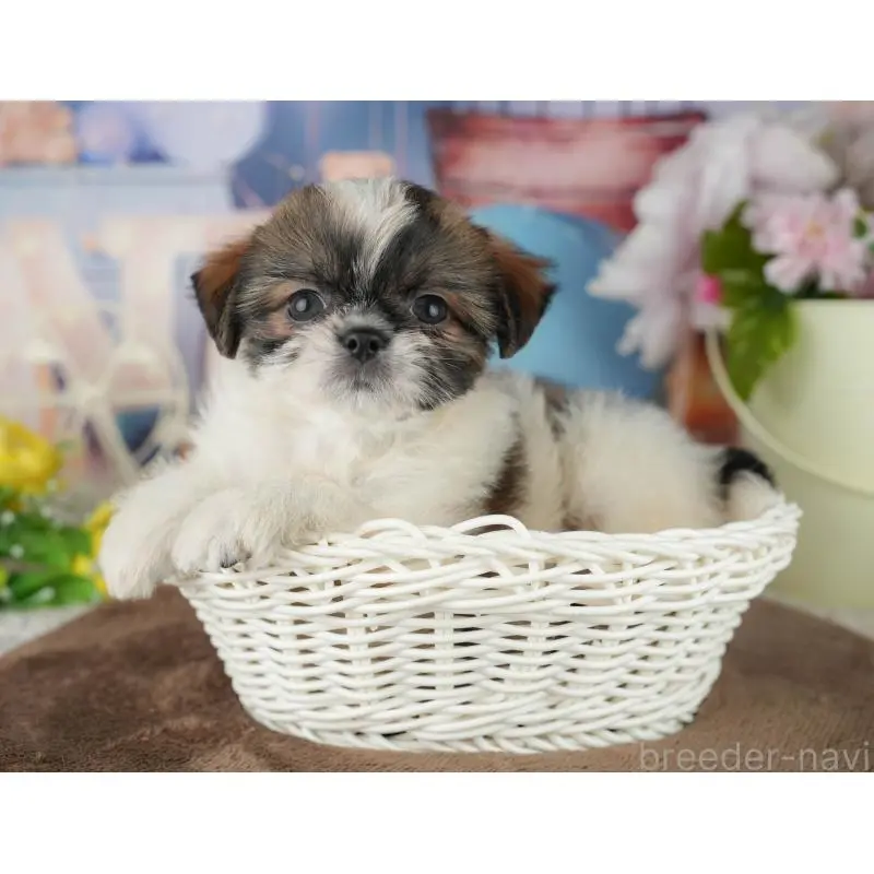 販売中の千葉県のミックス犬-455604の3枚目