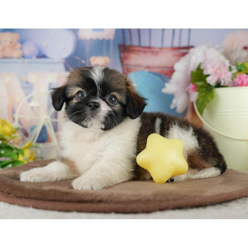 販売中の千葉県のミックス犬-455606の14枚目