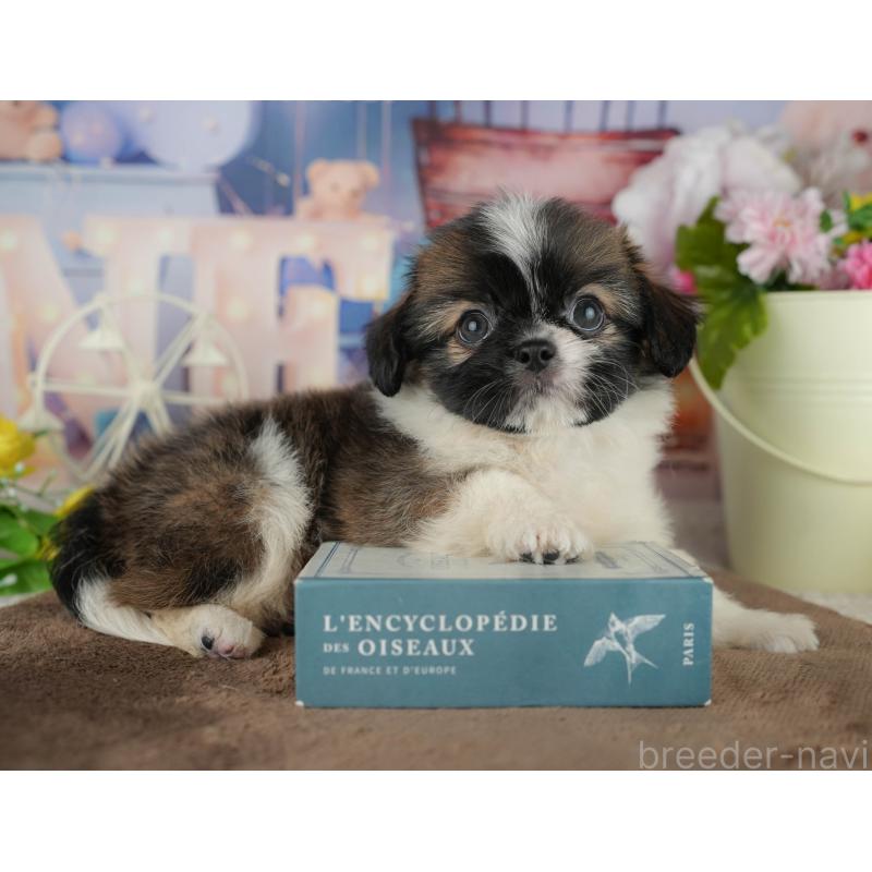 販売中の千葉県のミックス犬-455606の11枚目