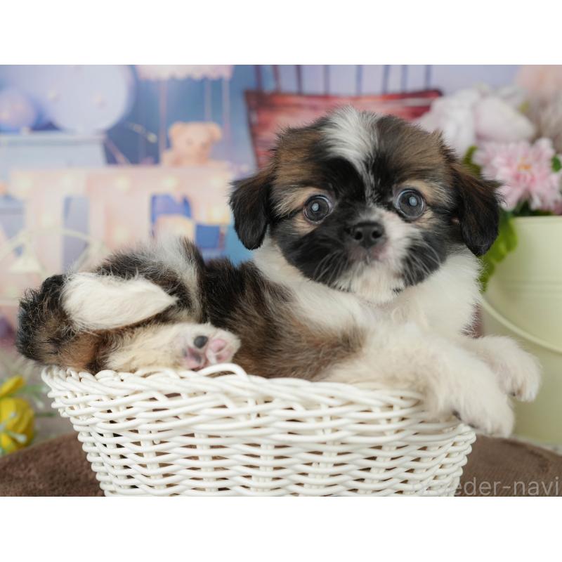 販売中の千葉県のミックス犬-455606の10枚目