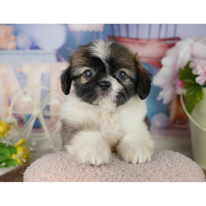 販売中の千葉県のミックス犬-455606の9枚目