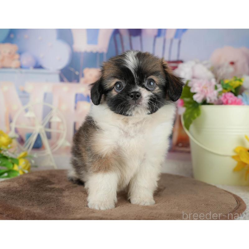 販売中の千葉県のミックス犬-455606の8枚目