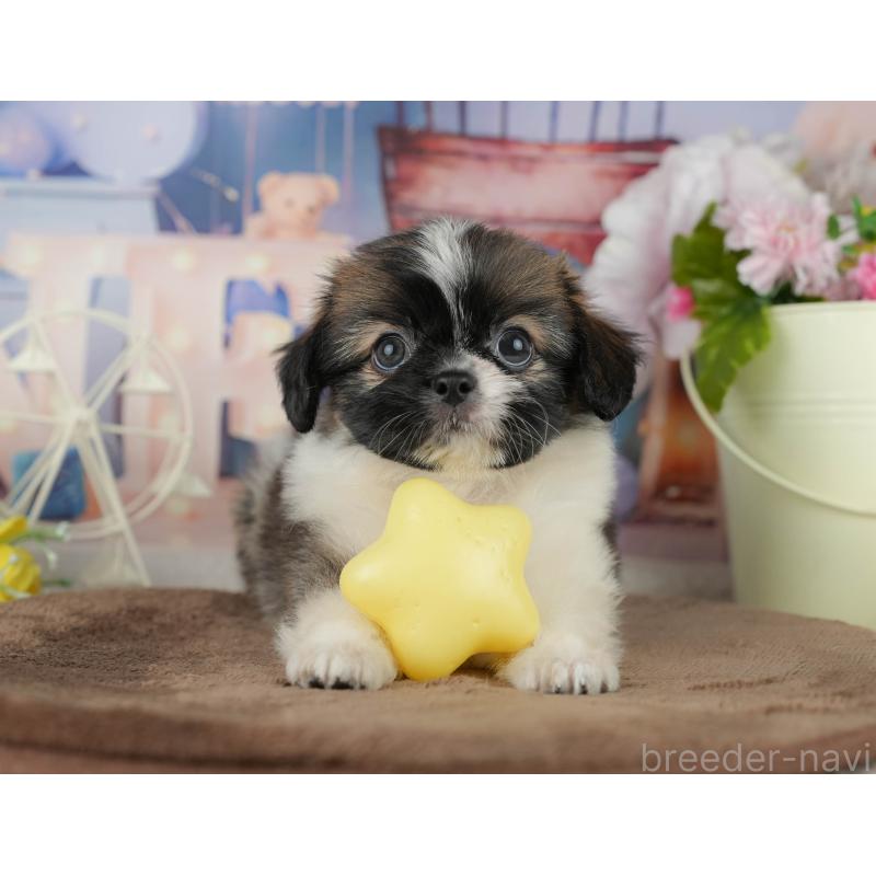 販売中の千葉県のミックス犬-455606の7枚目