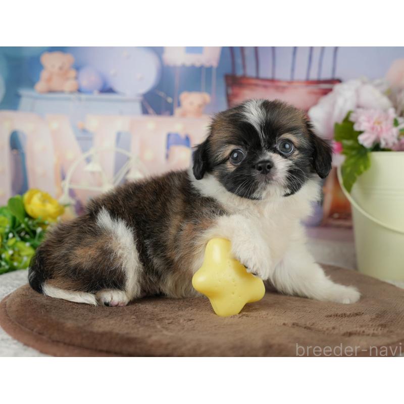 販売中の千葉県のミックス犬-455606の5枚目