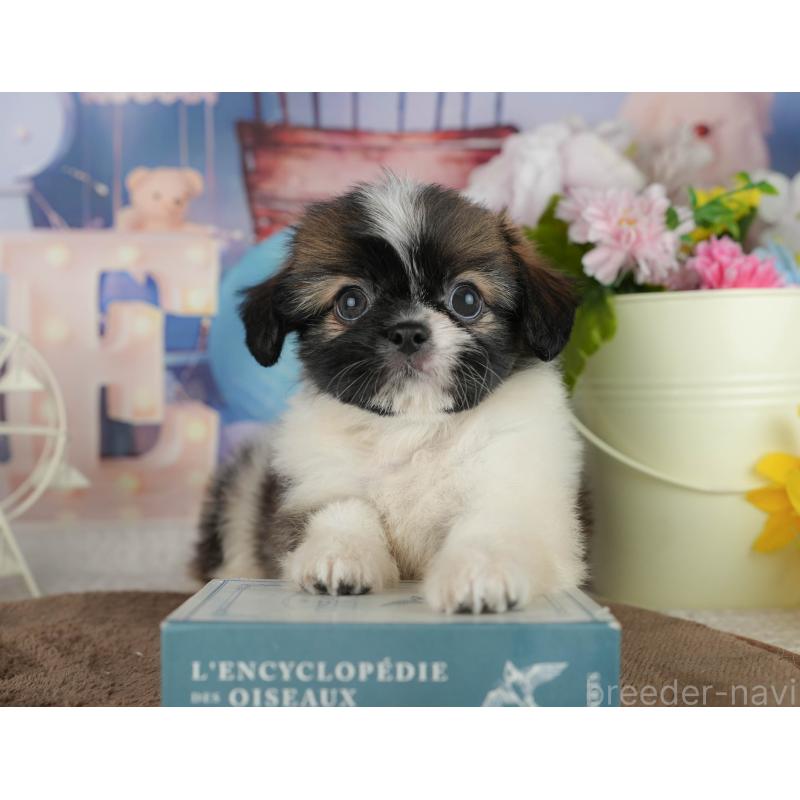 販売中の千葉県のミックス犬-455606の3枚目