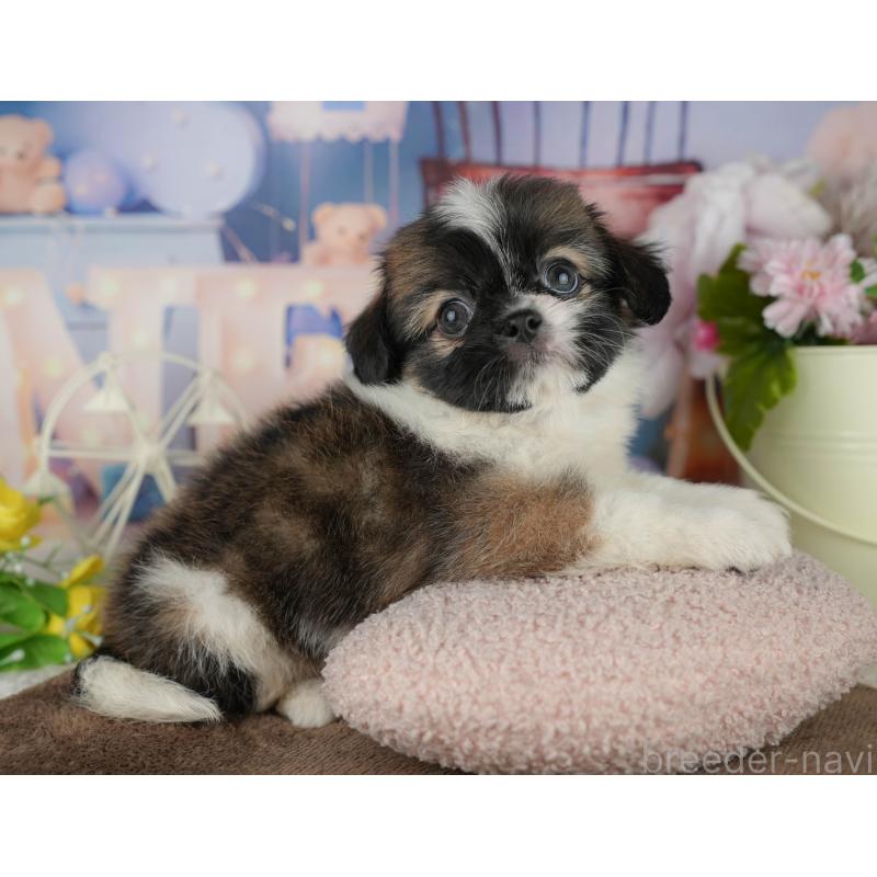 販売中の千葉県のミックス犬-455606の2枚目