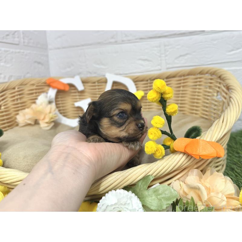 販売中の愛知県のチワプー:チワワ×トイプードル-453522の4枚目