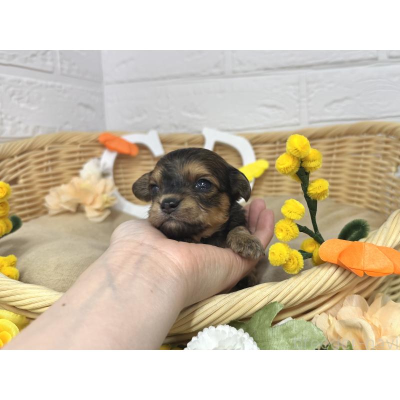 販売中の愛知県のチワプー:チワワ×トイプードル-453522の3枚目