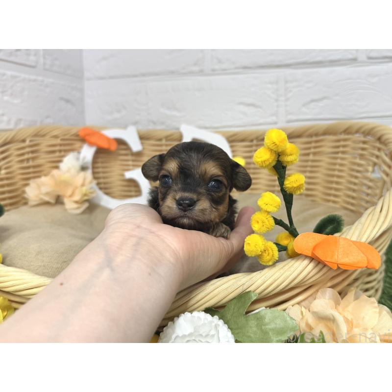 販売中の愛知県のチワプー:チワワ×トイプードル-453522の2枚目