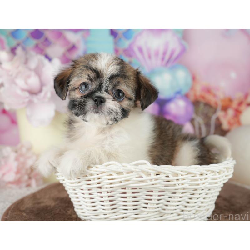 販売中の千葉県のミックス犬-455608の12枚目