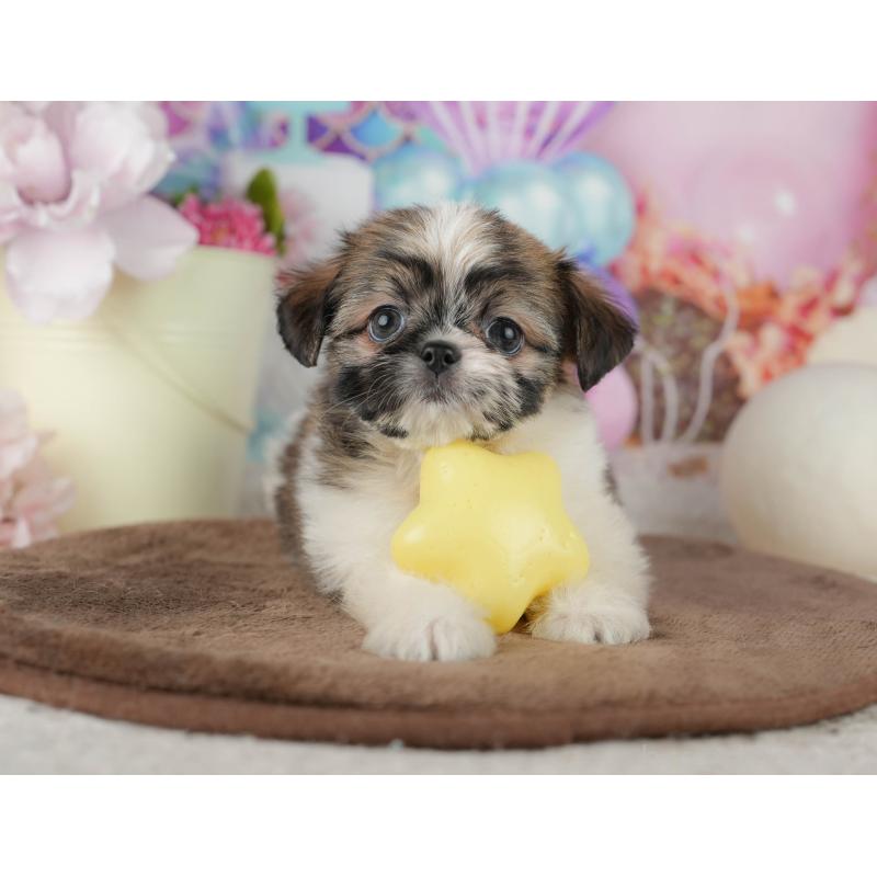 販売中の千葉県のミックス犬-455608の11枚目