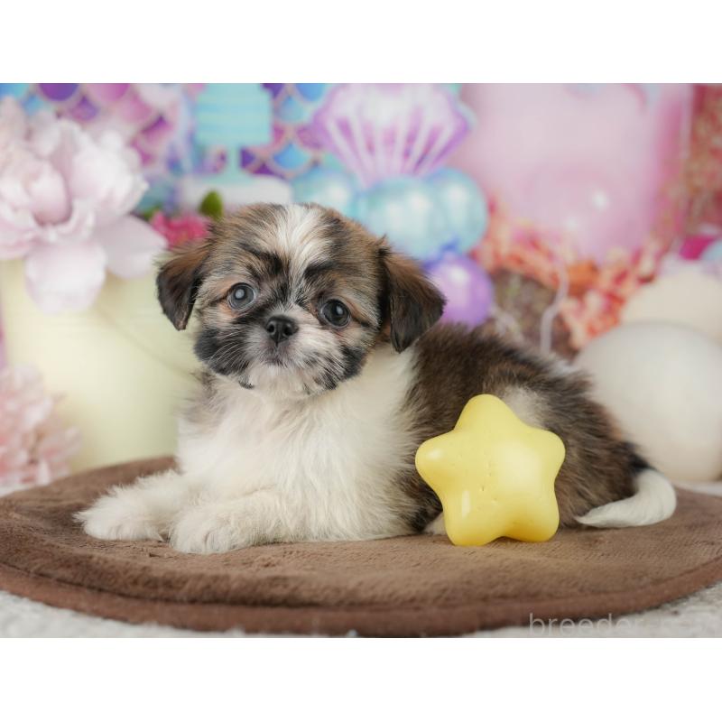 販売中の千葉県のミックス犬-455608の10枚目