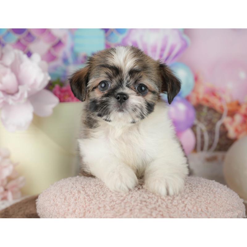 販売中の千葉県のミックス犬-455608の9枚目