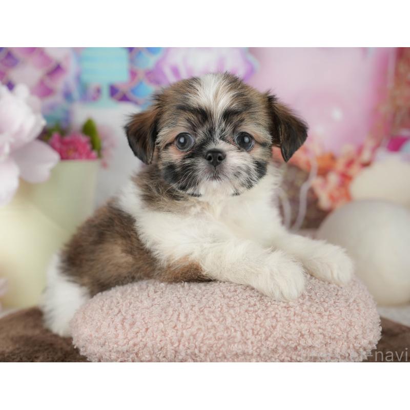 販売中の千葉県のミックス犬-455608の8枚目