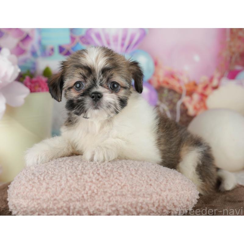 販売中の千葉県のミックス犬-455608の7枚目