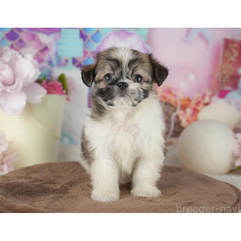 販売中の千葉県のミックス犬-455608の6枚目