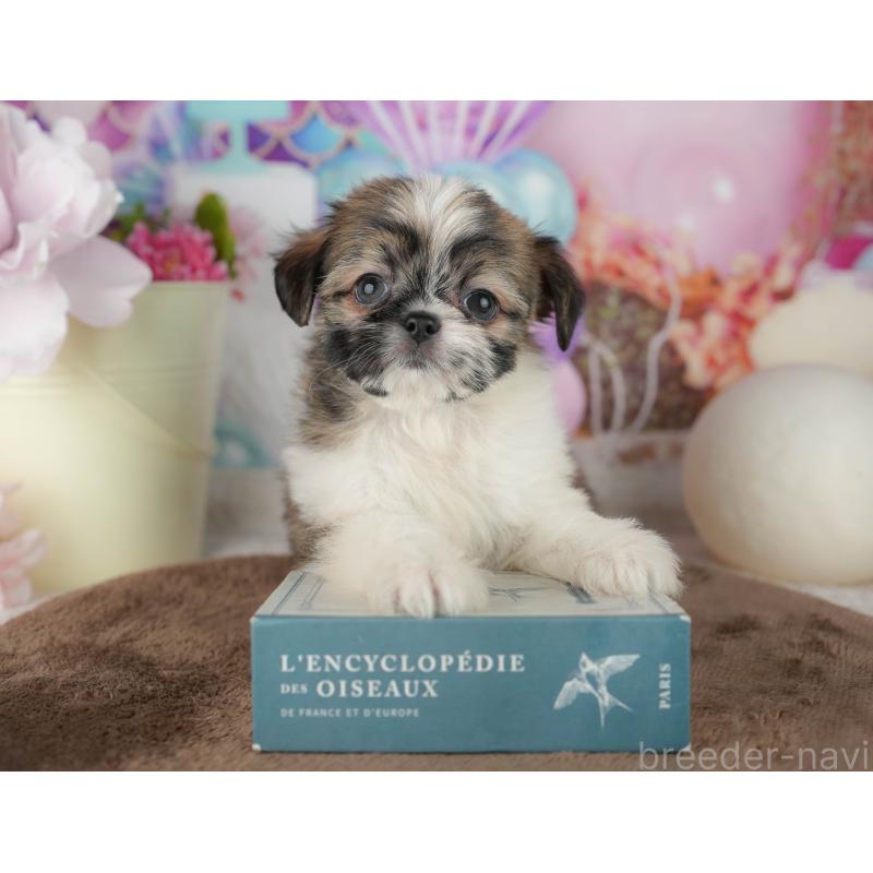 販売中の千葉県のミックス犬-455608の5枚目