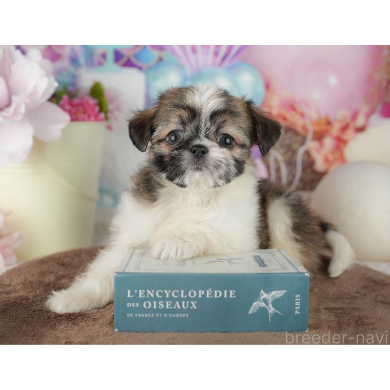 販売中の千葉県のミックス犬-455608の3枚目