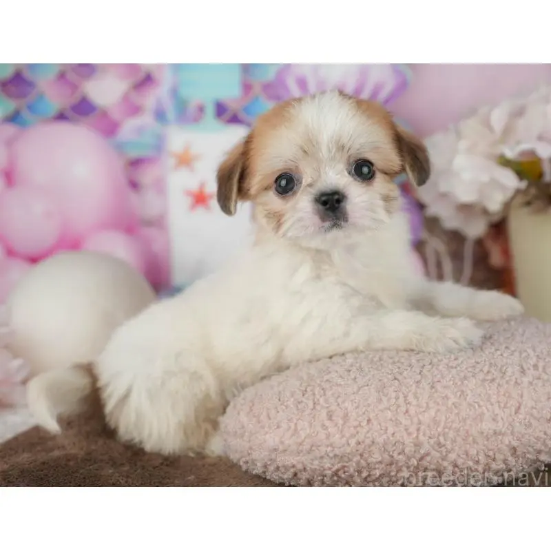 販売中の千葉県のミックス犬-455613の11枚目