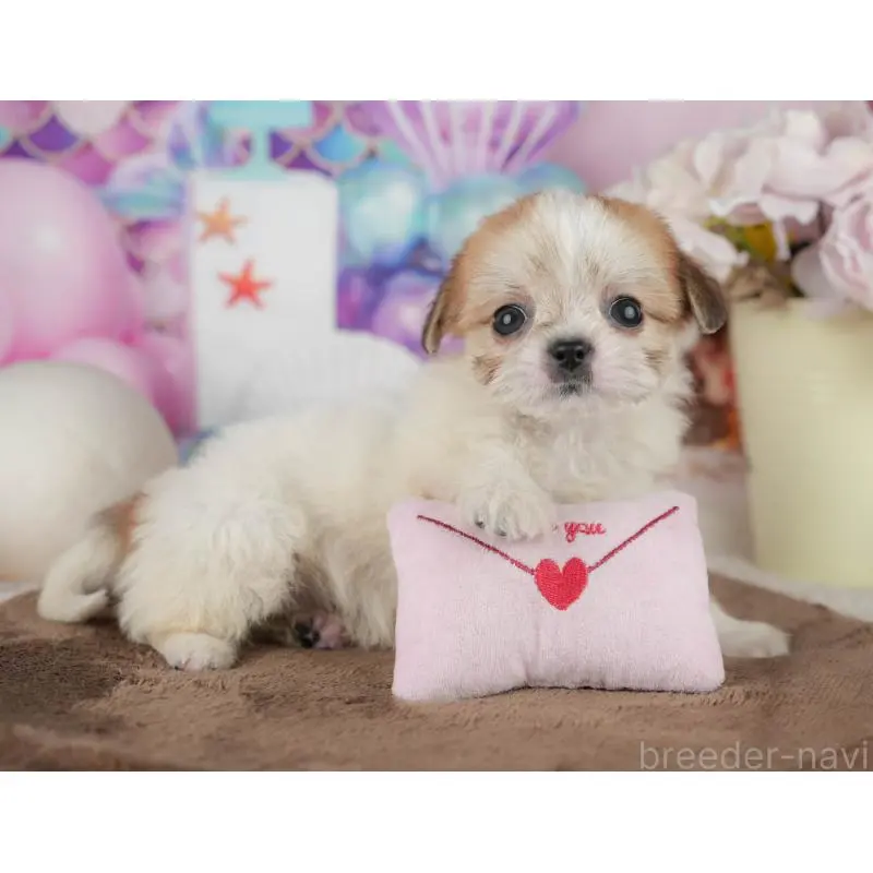 販売中の千葉県のミックス犬-455613の10枚目