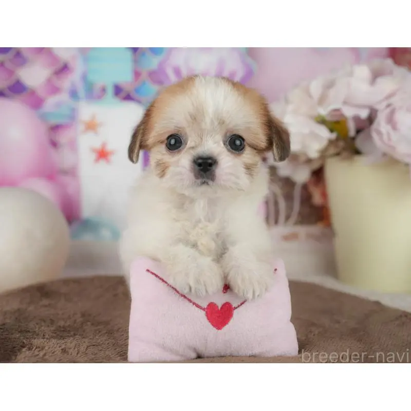 販売中の千葉県のミックス犬-455613の9枚目