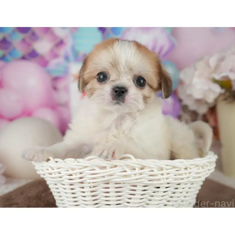 販売中の千葉県のミックス犬-455613の7枚目