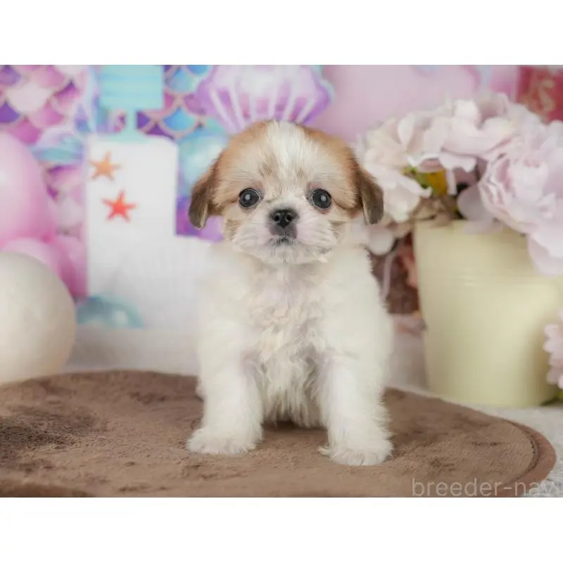 販売中の千葉県のミックス犬-455613の6枚目