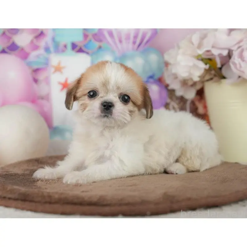 販売中の千葉県のミックス犬-455613の5枚目